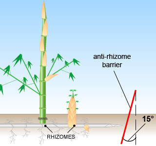 Barri�re anti-rhizome
