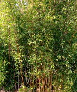 Semiarundinaria makinoi (ex kagamiana)