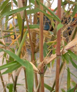 Semiarundinaria makinoi (ex kagamiana)