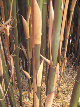 Semiarundinaria fastuosa Semiarundinaria fastuosa