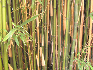 Semiarundinaria fastuosa Semiarundinaria fastuosa