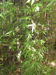 Semiarundinaria Okuboi Semiarundinaria Okuboi