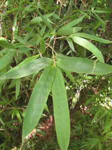 Semiarundinaria Okuboi Semiarundinaria Okuboi