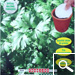 Easy seeds especially for balconies: Common parsley