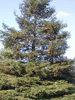 Coast Redwood&nbsp;- Sequoia sempervirens