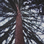 Coast Redwood&nbsp;- Sequoia sempervirens