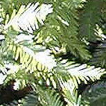 Coast Redwood&nbsp;- Sequoia sempervirens