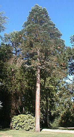 Giant Sequoia&nbsp;- Sequoiadendron giganteum 