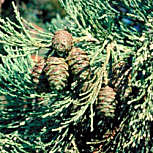 Giant Sequoia&nbsp;- Sequoiadendron giganteum 