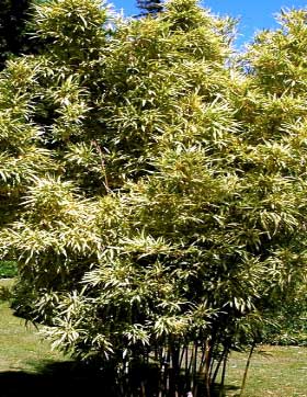 Sinobambusa tootsik Albovariegata