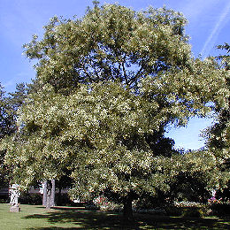 Japanese Pagodatree - Sophora japonica
