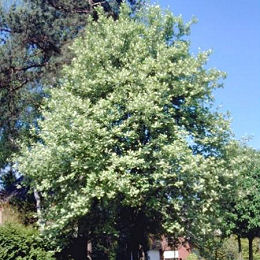 Common Whitebeam - Sorbus aria