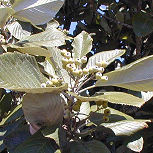 Common Whitebeam - Sorbus aria