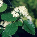 Common Whitebeam - Sorbus aria