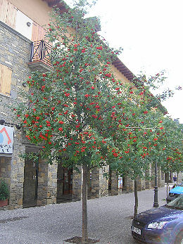 Rowan - Sorbus aucuparia