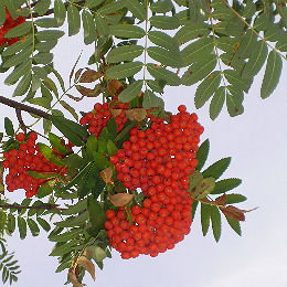 Rowan - Sorbus aucuparia
