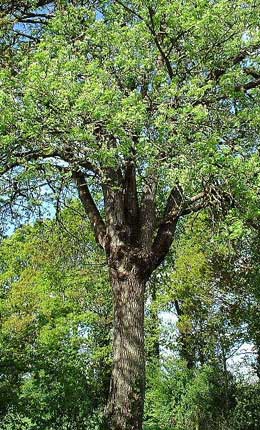 ServiceTree - Sorbus domestica