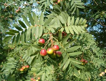 ServiceTree - Sorbus domestica ServiceTree - Sorbus domestica