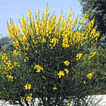 Spanish Broom - Weaver's Broom - Spartium junceum