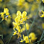 Spanish Broom - Weaver's Broom - Spartium junceum