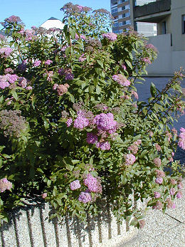 Spirea- Spirea x bumalda