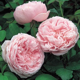 Spirit of Freedom Rose (Ausbite)