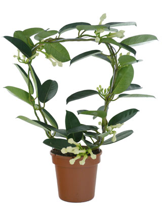 Madagascar Jasmine - Pot D. 12 cm - Stephanotis floribunda - Indoor plant