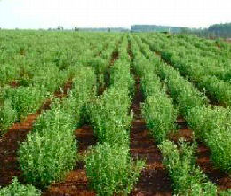 Stevia - Sweetleaf