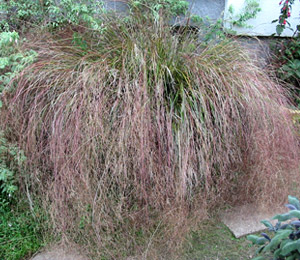Pheasant�s tail grass - Stipa arundinacea