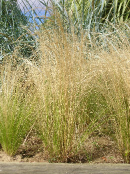 Pony Tails Grass - Stipa tenuissima 'Pony Tails'