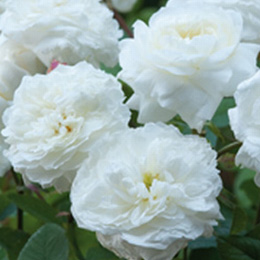 Susan Williams-Ellis Rose (Ausquirk)
