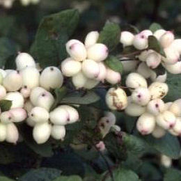 Common Snowberry - Symphoricarpos albus