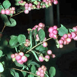 Hancock Chenault Coralberry - Symphoricarpos chenaultii 'Hancock' 
