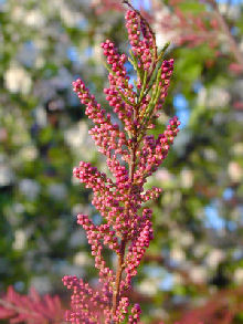 D�tails des fleurs du Spring tamarisk - Tamarix tetrandra