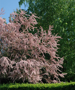 Spring tamarisk - Tamarix tetrandra
