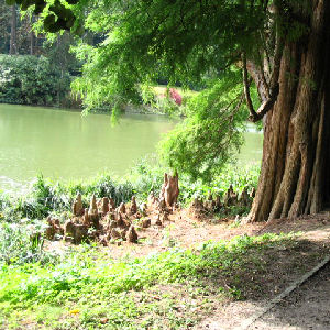 Bald Cypress - Swamp Cypress&nbsp;- Taxodium distichum
