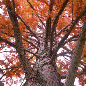 Bald Cypress - Swamp Cypress - Taxodium distichum