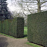 &nbsp;European Yew - Common Yew - English Yew - Taxus baccata