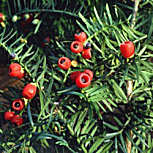 &nbsp;European Yew - Common Yew -  English Yew - Taxus baccata