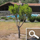 Strawberry tree Specimen - Arbutus unedo Strawberry tree Specimen - Arbutus unedo