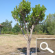 Strawberry tree Specimen - Arbutus unedo Strawberry tree Specimen - Arbutus unedo