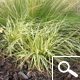 Sedge 'Evergold' - Carex oshimensis 'Evergold' Sedge 'Evergold' - Carex oshimensis 'Evergold'