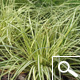 Sedge 'Evergold' - Carex oshimensis 'Evergold' Sedge 'Evergold' - Carex oshimensis 'Evergold'