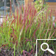Cogon Grass - Imperata cylindrica 'Red Baron'