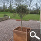 Olive Tree Standard