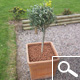 Olive Tree Standard