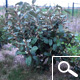 Elaeagnus ebbingei Elaeagnus ebbingei