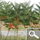 Staghorn Sumac - Rhus typhina Staghorn Sumac - Rhus typhina