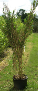 Thamnocalamus tessellatus