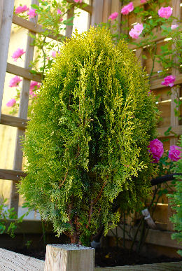 Aurea Nana Oriental Arborvitae  - Thuja orientalis 'Aurea Nana'